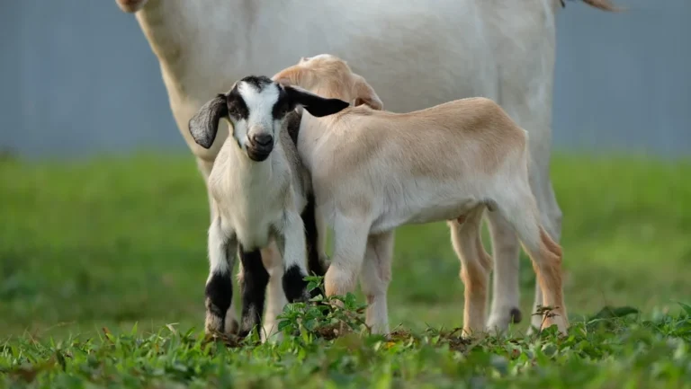 Aqiqah Anak Laki-laki 2 Kambing